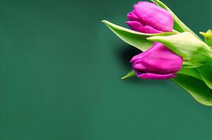 Fresh flower composition, bouquet of bi color tulips photo