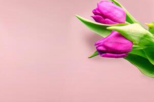 Fresh flower composition, bouquet of bi color tulips photo