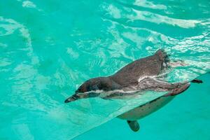 Beautiful swimming seal at underwater in the zoo. photo