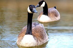 Canadian geese, Branta canadensis on the lake. photo