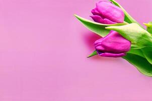 Fresh flower composition, bouquet of bi color tulips photo