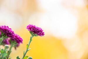 bouquet of red chrysanthemums on a white background isolated photo