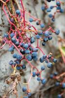 Clusters of spoiled rotten grapes hang on a bush near a rusty fence in autumn photo