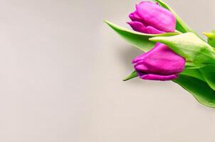 Fresh flower composition, bouquet of bi color tulips photo