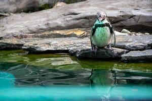 a penguin walking on rocks photo