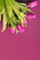 Fresh flower composition, bouquet of bi color tulips photo