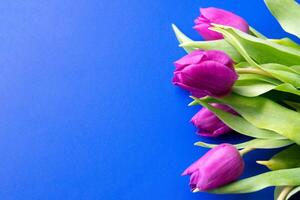 Flowers tulips pink with bright green stems and leaves on a blue background. photo