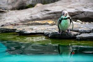 a penguin walking on rocks photo