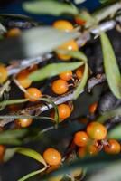 Sea buckthorn, shallow depth of field blurred. The use of juices, compotes, wines, sea buckthorn oil. This oil is used in medicine and cosmetology, it is part of lotions, ointments, medicines. photo