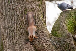 Close-up shot of the Red Squirrel photo