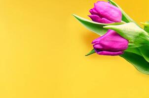 Fresh flower composition, bouquet of bi color tulips photo