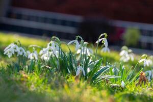 Winter Bell flower spotted in the forest , nature photo