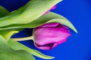 Flowers tulips pink with bright green stems and leaves on a blue background. photo