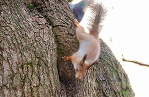 Close-up shot of the Red Squirrel photo