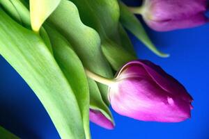 Flowers tulips pink with bright green stems and leaves on a blue background. photo