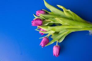 Flowers tulips pink with bright green stems and leaves on a blue background. photo