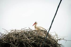 Stork Sitting on a Nest with Clouds on the Sky in the Background. photo