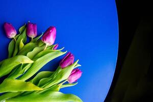 Flowers tulips pink with bright green stems and leaves on a blue background. photo