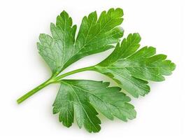 High-resolution image of a single parsley leaf cleanly isolated on white for a striking contrast photo