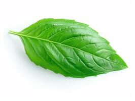 A fresh basil leaf on a pristine white background meticulously isolated to create a sharp photo