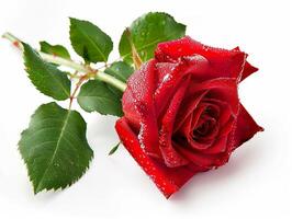 A single red rose with dew drops isolated on white photo