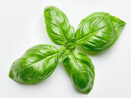 A fresh basil leaf on a pristine white background meticulously isolated to create a sharp photo