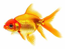 A single goldfish swimming against a white background photo