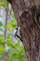 hembra peludo pájaro carpintero y hembra velloso pájaro carpintero foto