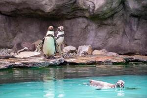 a penguin walking on rocks photo