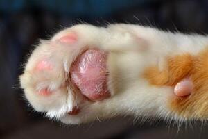 Cat paw close up. Domestic pet resting. Soft cat's foot photo