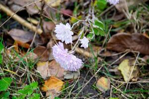 Aster flower has another name termite daisy, photo