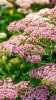 Close up image of little pink flowers in the park with green background. photo