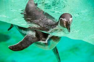 Beautiful swimming seal at underwater in the zoo. photo