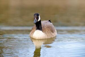 Canadian geese, Branta canadensis on the lake. photo