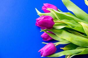 Flowers tulips pink with bright green stems and leaves on a blue background. photo