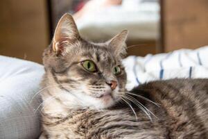 A tabby cat lies on a bed in pillows and looks at the camera photo