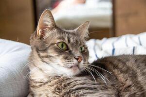 un atigrado gato mentiras en un cama en almohadas y mira a el cámara foto