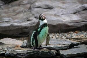 a penguin walking on rocks photo