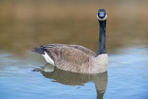 Canadian geese, Branta canadensis on the lake. photo