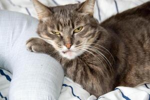 A tabby cat lies on a bed in pillows and looks at the camera photo