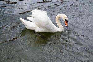 Beautiful white Swans couple close up on the pond water. photo