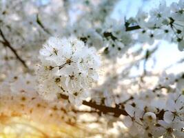 Flowering fruit trees in the spring garden. Close-up view. photo