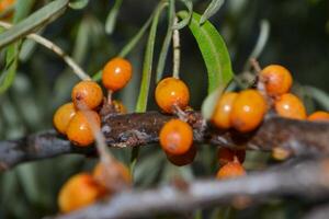 Sea buckthorn, shallow depth of field blurred. The use of juices, compotes, wines, sea buckthorn oil. This oil is used in medicine and cosmetology, it is part of lotions, ointments, medicines. photo