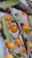 Sea buckthorn, shallow depth of field blurred. The use of juices, compotes, wines, sea buckthorn oil. This oil is used in medicine and cosmetology, it is part of lotions, ointments, medicines. photo