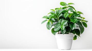 Houseplant ficus in a white pot on a white background, copy space. photo