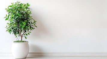 Houseplant ficus in a white pot on a white background, copy space. photo