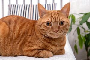 un adulto rojo gato mentiras en el sofá en el vivo habitación. mascotas concepto. selectivo enfocar. foto