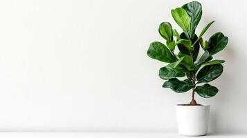 Houseplant ficus in a white pot on a white background, copy space. photo