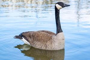 Canadian geese, Branta canadensis on the lake. photo