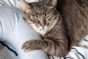 A tabby cat lies on a bed in pillows and looks at the camera photo